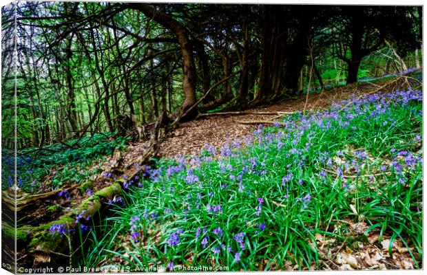 Bluebells in Milton Abbas Wood Canvas Print by Paul Brewer