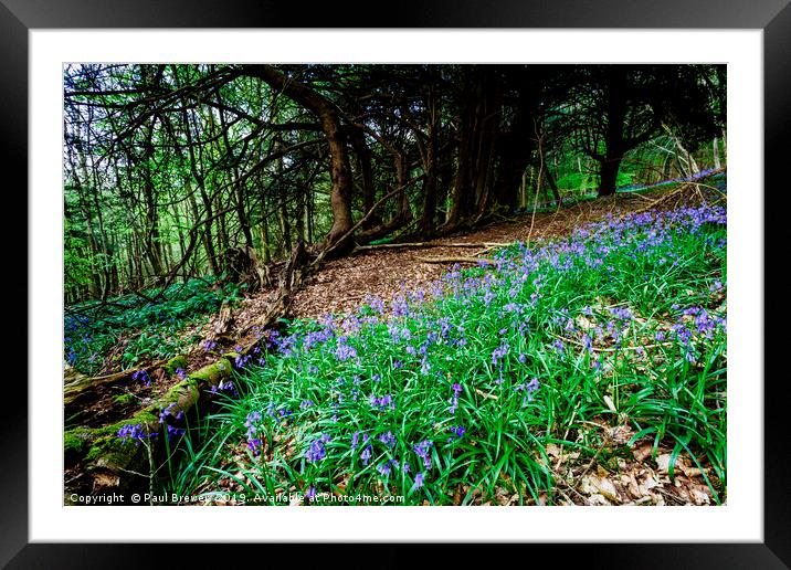 Bluebells in Milton Abbas Wood Framed Mounted Print by Paul Brewer