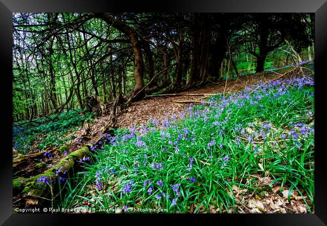 Bluebells in Milton Abbas Wood Framed Print by Paul Brewer
