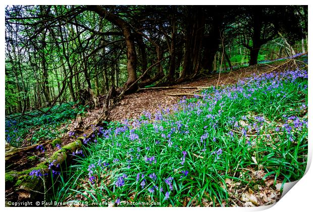 Bluebells in Milton Abbas Wood Print by Paul Brewer