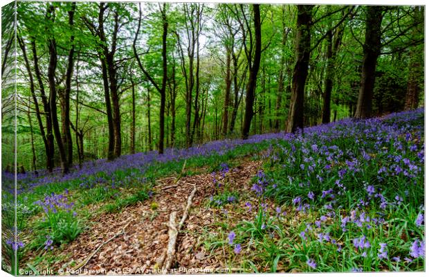 Bluebells Canvas Print by Paul Brewer