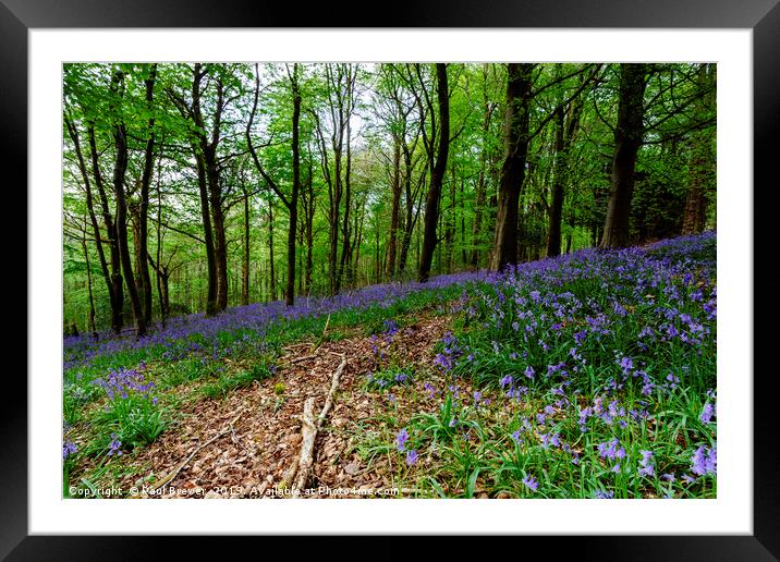 Bluebells Framed Mounted Print by Paul Brewer