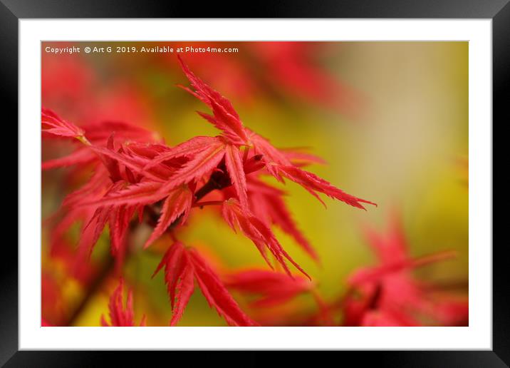 Red Maple Framed Mounted Print by Art G