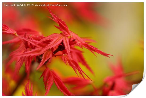 Red Maple Print by Art G