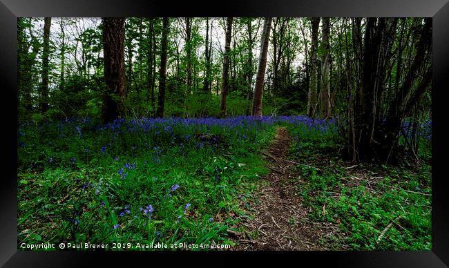 Bluebells in Milton Abbas Woods Framed Print by Paul Brewer