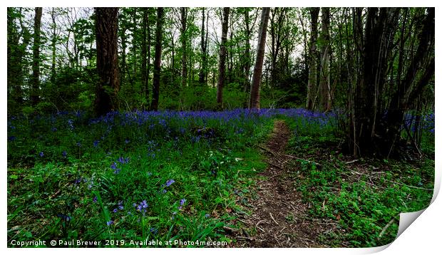 Bluebells in Milton Abbas Woods Print by Paul Brewer
