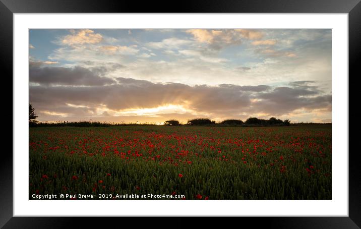 Field of Poppies near Dorchester Framed Mounted Print by Paul Brewer