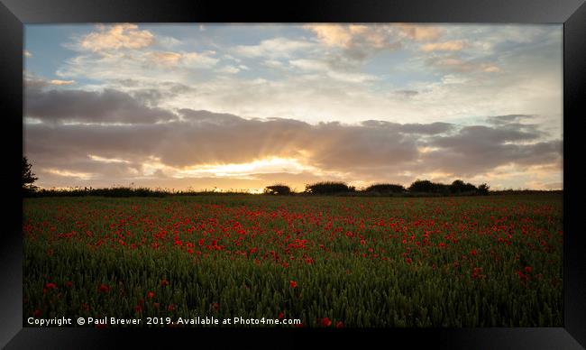 Field of Poppies near Dorchester Framed Print by Paul Brewer