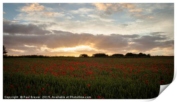 Field of Poppies near Dorchester Print by Paul Brewer