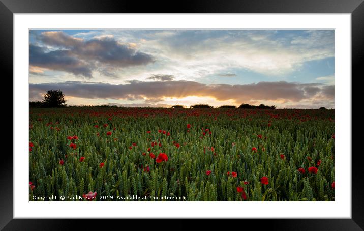 Field of Poppies near Dorchester Framed Mounted Print by Paul Brewer