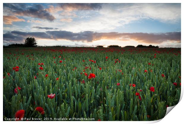 Field of Poppies near Dorchester Print by Paul Brewer