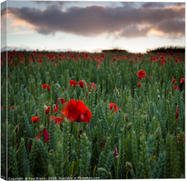 Field of Poppies near Dorchester Canvas Print by Paul Brewer