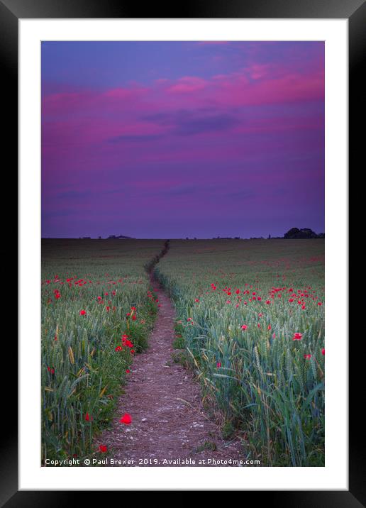 Purple sky and field of Poppies near Dorchester Framed Mounted Print by Paul Brewer