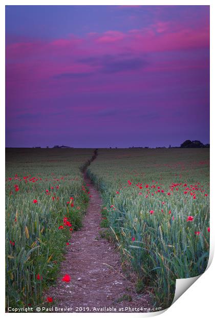 Purple sky and field of Poppies near Dorchester Print by Paul Brewer