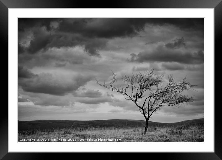 The Lone Tree  Framed Mounted Print by David Tomlinson