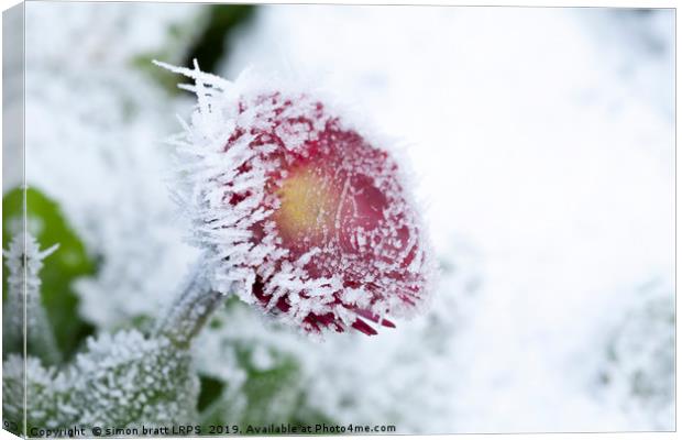 Frosty Bellis daisy frozen in harsh weather Canvas Print by Simon Bratt LRPS