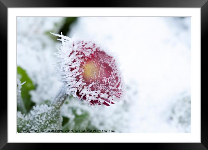 Frosty Bellis daisy frozen in harsh weather Framed Mounted Print by Simon Bratt LRPS