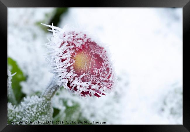 Frosty Bellis daisy frozen in harsh weather Framed Print by Simon Bratt LRPS