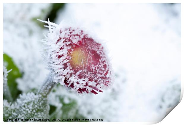 Frosty Bellis daisy frozen in harsh weather Print by Simon Bratt LRPS