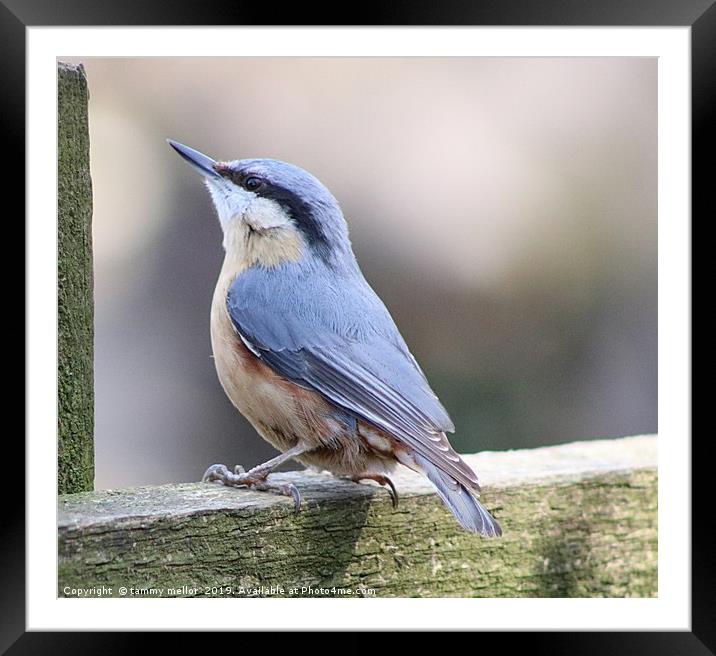 The Tame Nuthatch Framed Mounted Print by tammy mellor