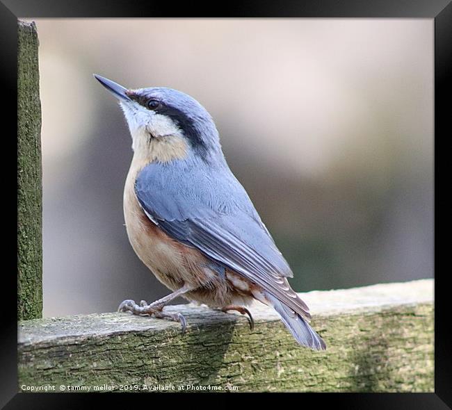 The Tame Nuthatch Framed Print by tammy mellor