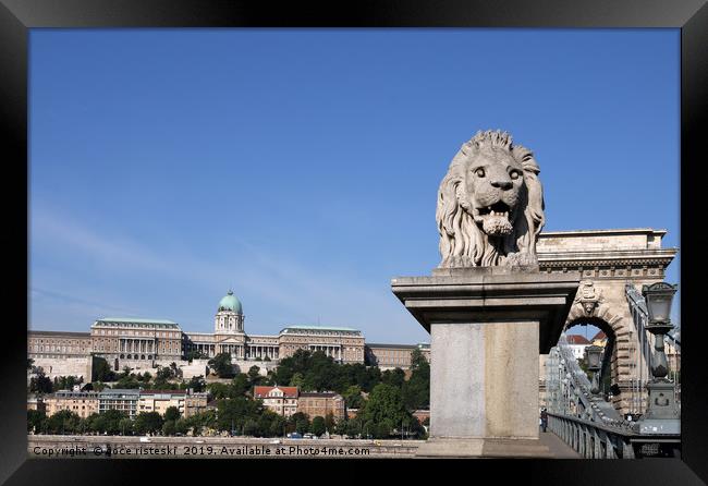 Buda castle and chain bridge lion statue Budapest Framed Print by goce risteski