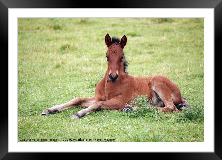 cute brown foal lying on meadow Framed Mounted Print by goce risteski