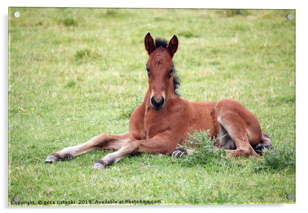 cute brown foal lying on meadow Acrylic by goce risteski