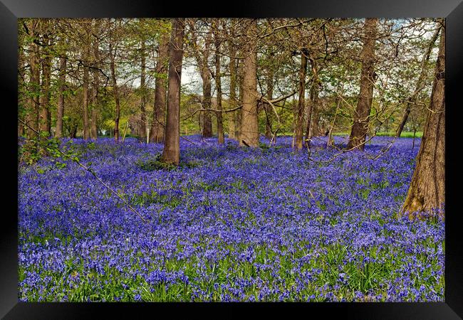 Bluebell Woods Greys Court Oxfordshire UK Framed Print by Andy Evans Photos