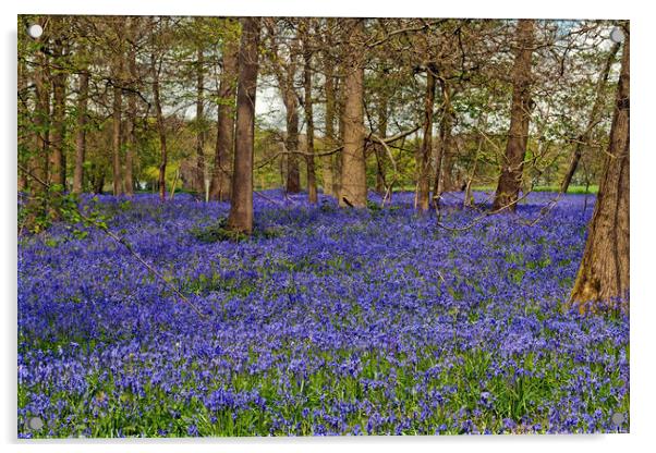 Bluebell Woods Greys Court Oxfordshire UK Acrylic by Andy Evans Photos