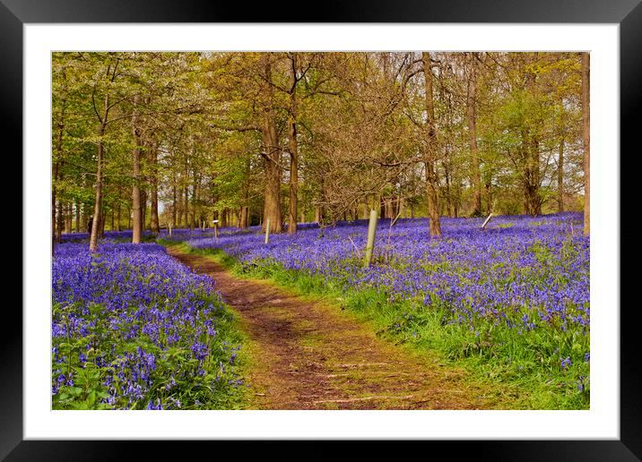 Bluebell Woods Greys Court Oxfordshire UK Framed Mounted Print by Andy Evans Photos