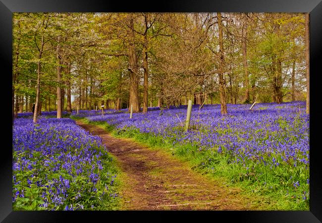 Bluebell Woods Greys Court Oxfordshire UK Framed Print by Andy Evans Photos