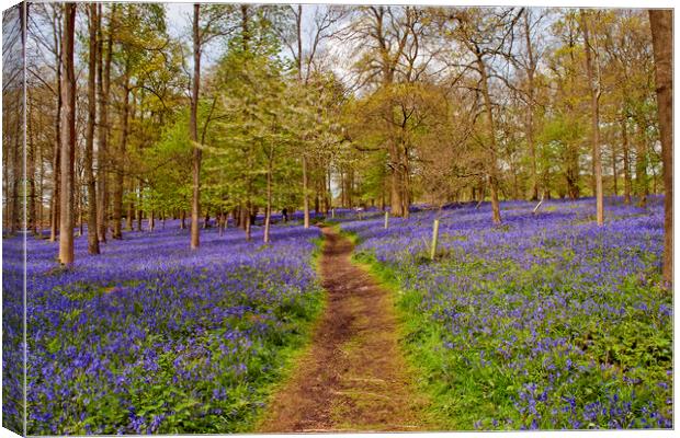 Bluebell Woods Greys Court Oxfordshire UK Canvas Print by Andy Evans Photos