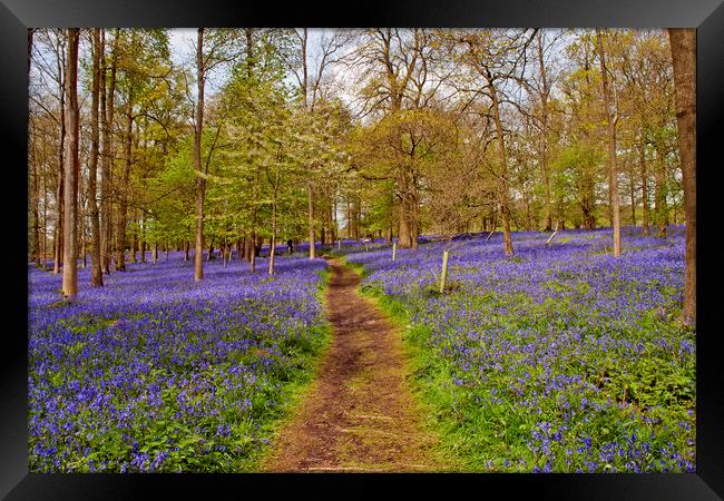 Bluebell Woods Greys Court Oxfordshire UK Framed Print by Andy Evans Photos