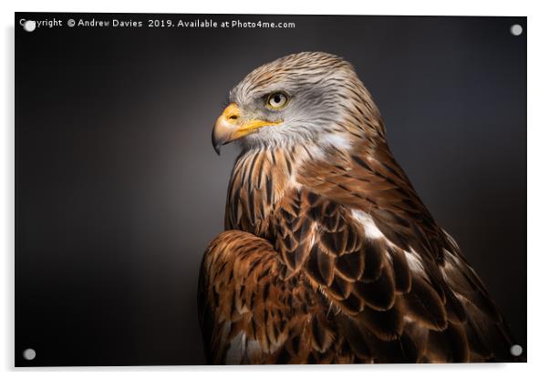 Red Kite Portrait Acrylic by Drew Davies