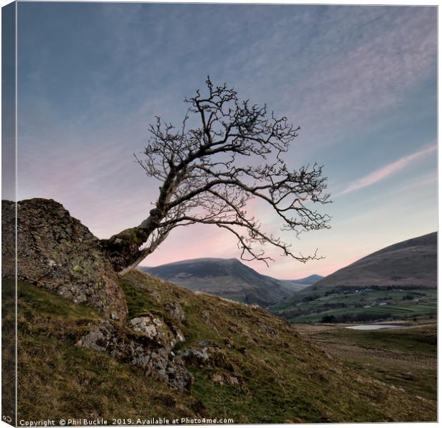 Tewet Lone Tree Sunrise Canvas Print by Phil Buckle
