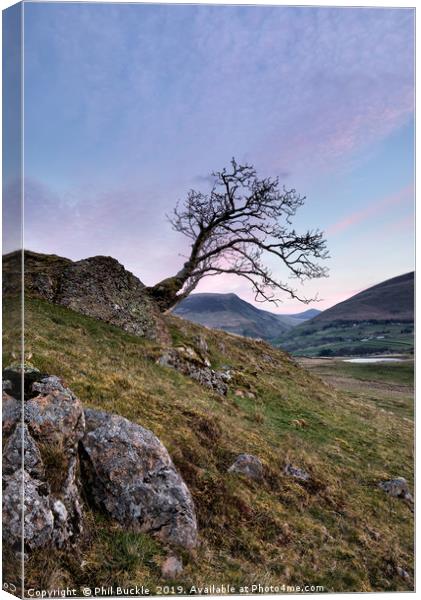 Low Rigg Lone Tree Canvas Print by Phil Buckle