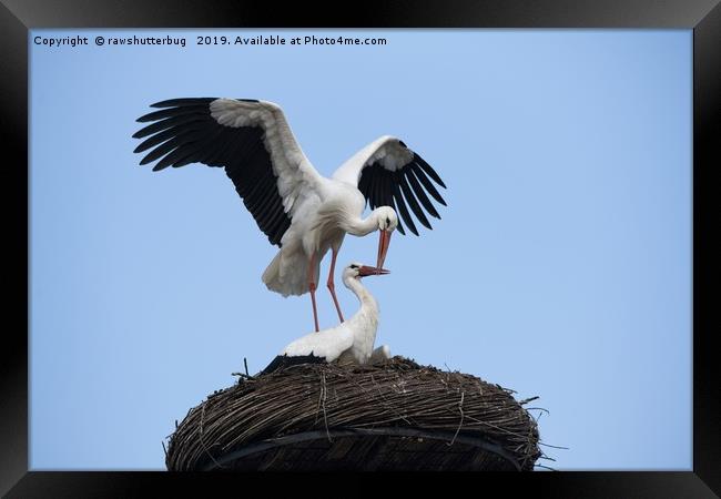 White Stork Nest  Framed Print by rawshutterbug 