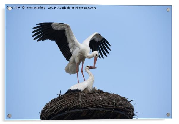 White Stork Nest  Acrylic by rawshutterbug 