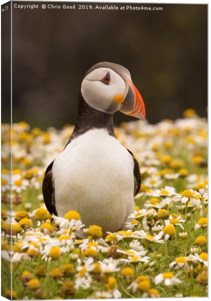 Puffin Canvas Print by Chris Good