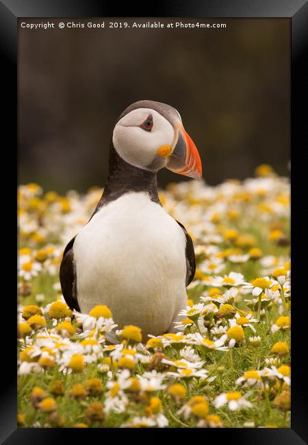 Puffin Framed Print by Chris Good
