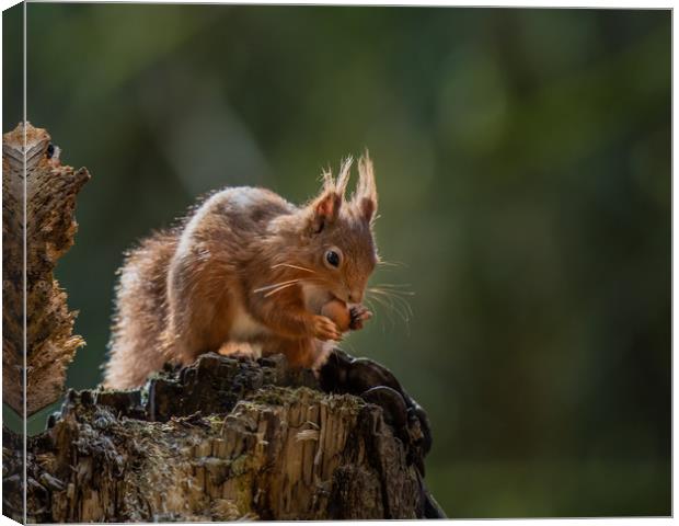 Red Squirrel eating nut Canvas Print by George Robertson