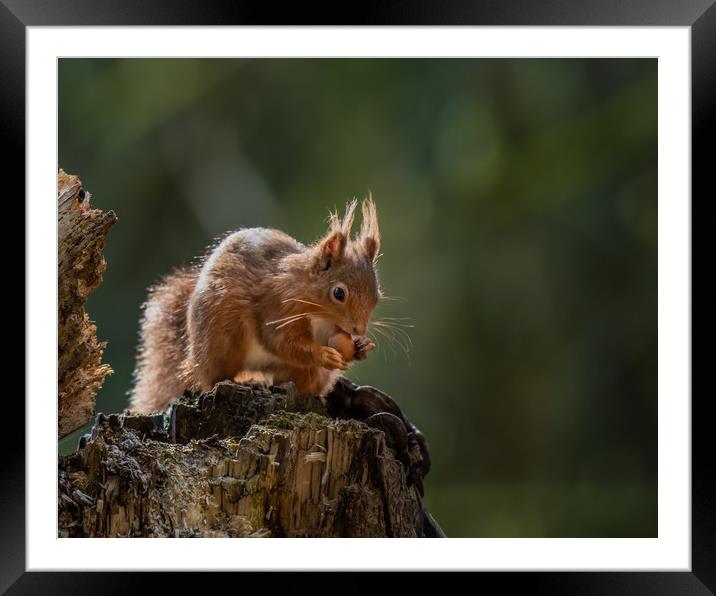 Red Squirrel eating nut Framed Mounted Print by George Robertson