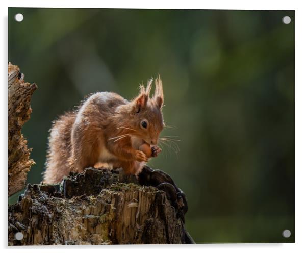 Red Squirrel eating nut Acrylic by George Robertson