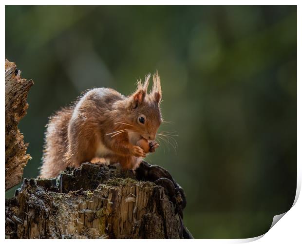 Red Squirrel eating nut Print by George Robertson