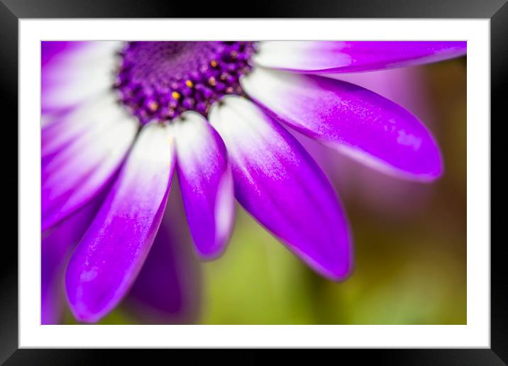 Purple Petals Framed Mounted Print by David Hare