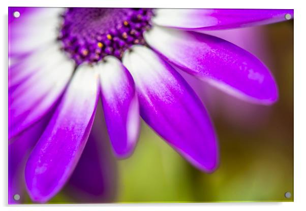 Purple Petals Acrylic by David Hare