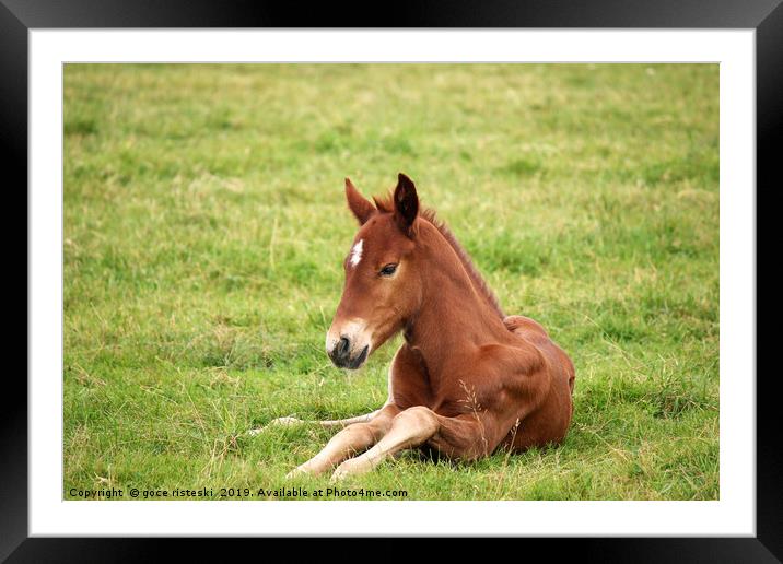 brown foal lying on green grass field Framed Mounted Print by goce risteski