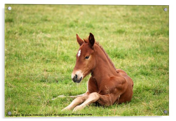 brown foal lying on green grass field Acrylic by goce risteski