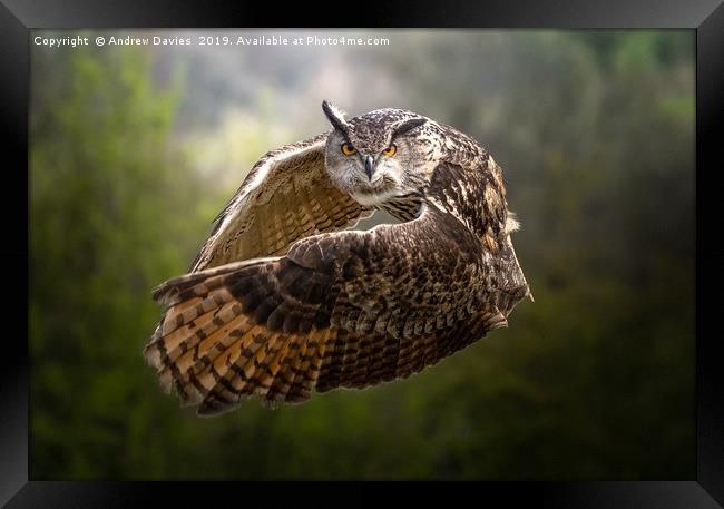 European Eagle Owl Framed Print by Drew Davies